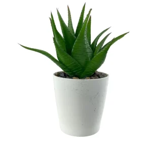 Planta con pote 7 x 7 x 12 cm