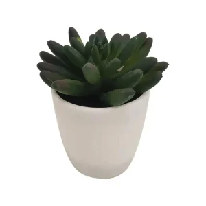 Planta 8 x 8 x 22 cm